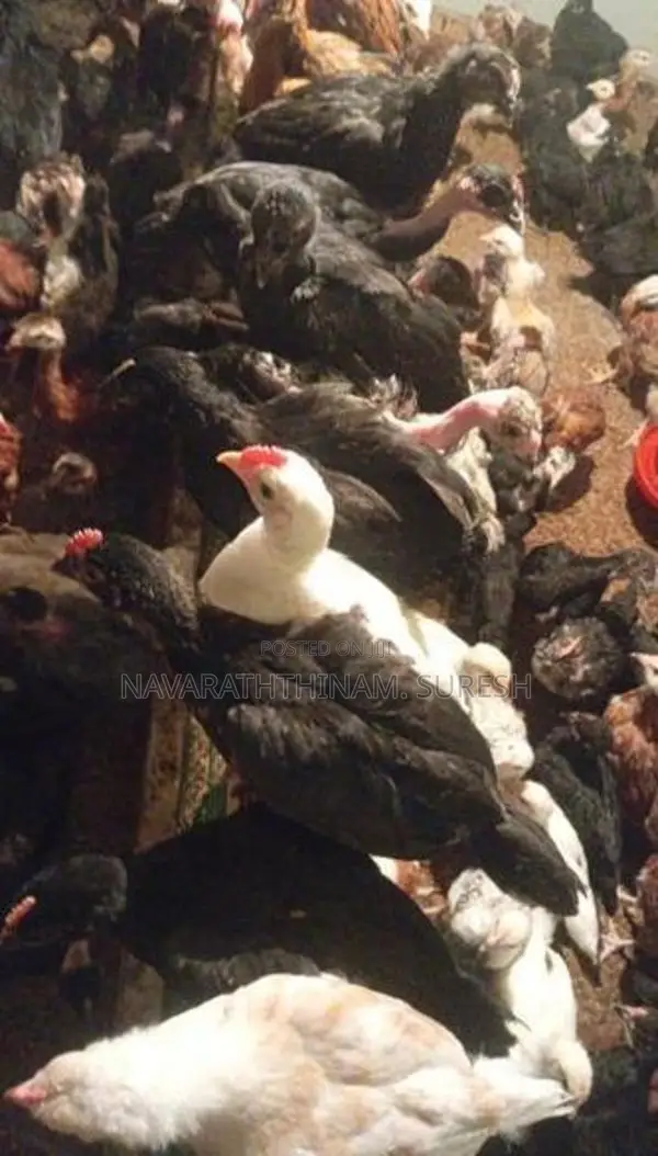 ஊர் கோழி