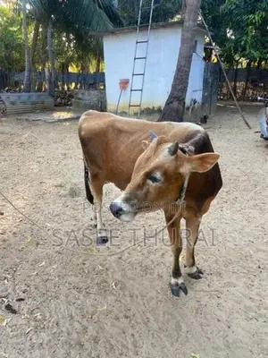நாம்பன் மாடு