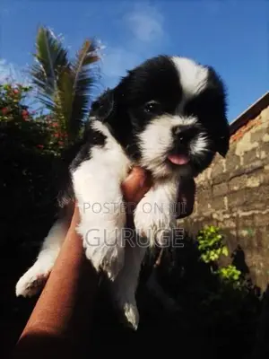Shih Tzu Puppy