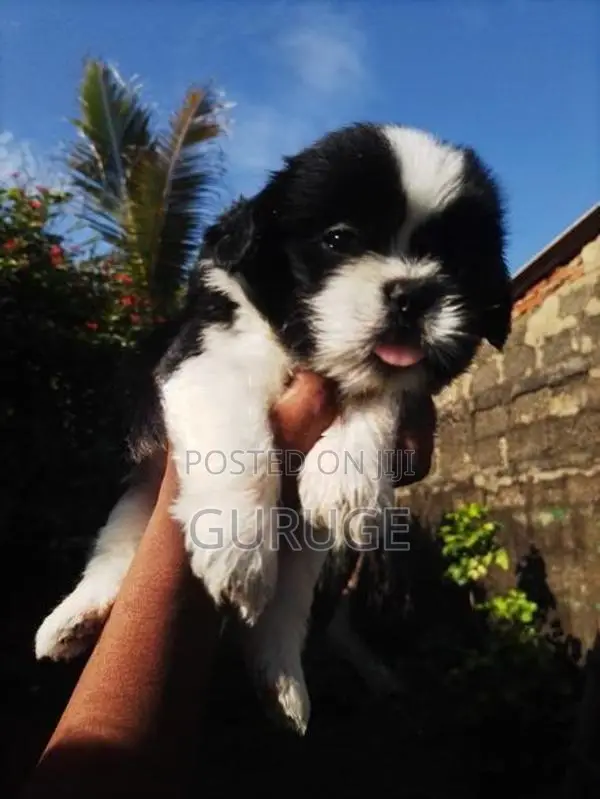 Shih Tzu Puppy