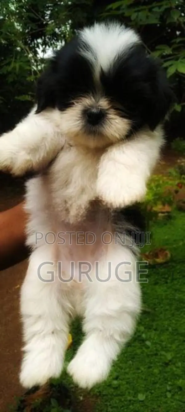 Shih Tzu Puppy