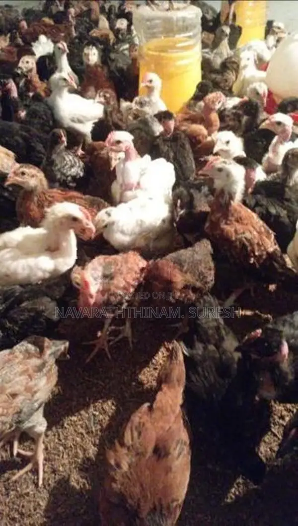 ஊர் கோழி
