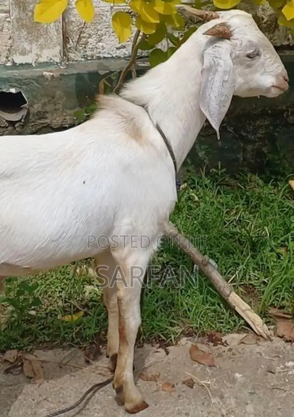 Male Goats