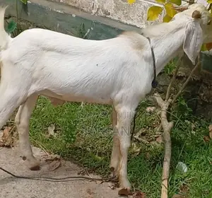 Male Goats
