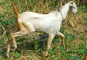 Male Goats