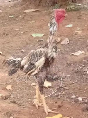 Velladiyan Rooster