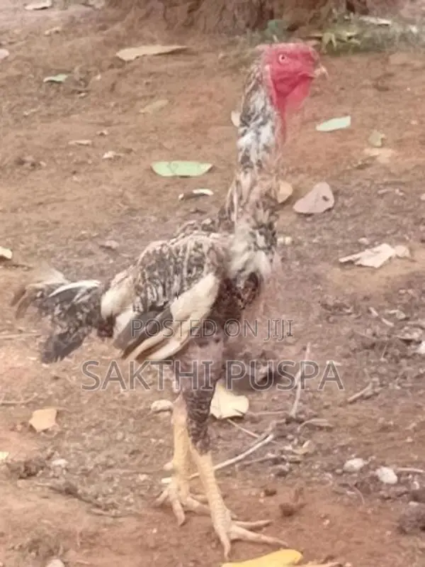 Velladiyan Rooster