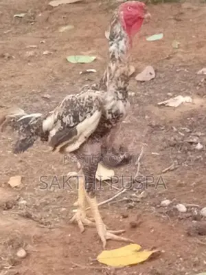 Velladiyan Rooster