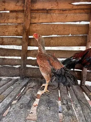 Parrot Nose Rooster