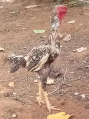 Velladiyan Rooster