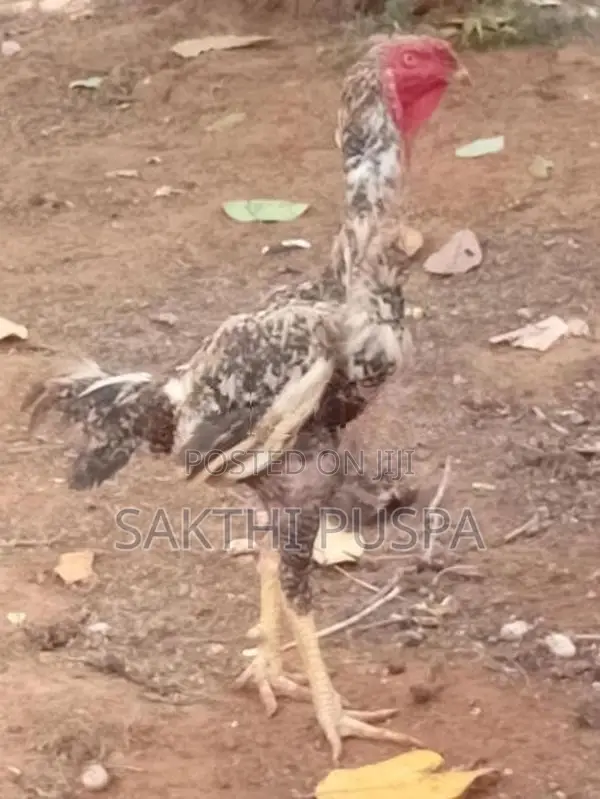 Velladiyan Rooster