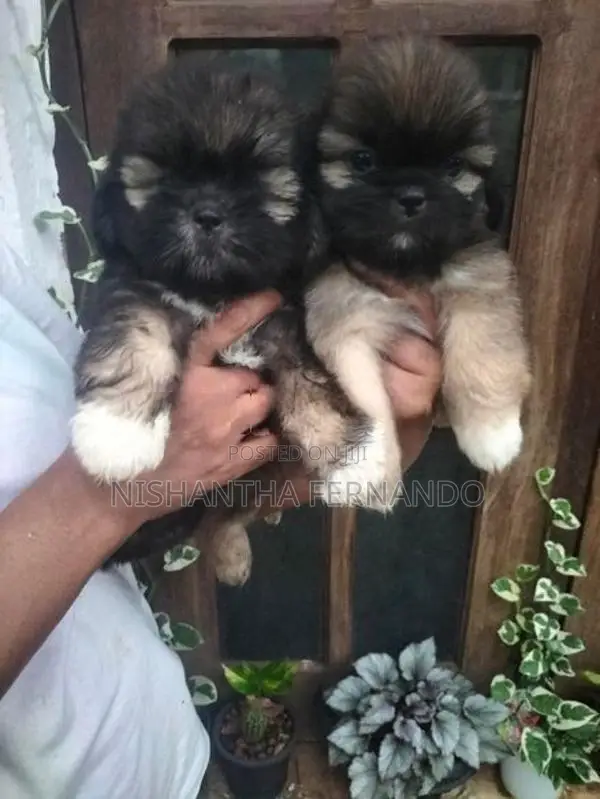 Shih Tzu Puppies