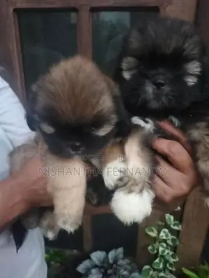 Shih Tzu Puppies