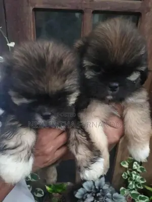 Shih Tzu Puppies