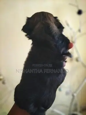 Shih Tzu Puppies