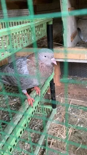 Pigeon