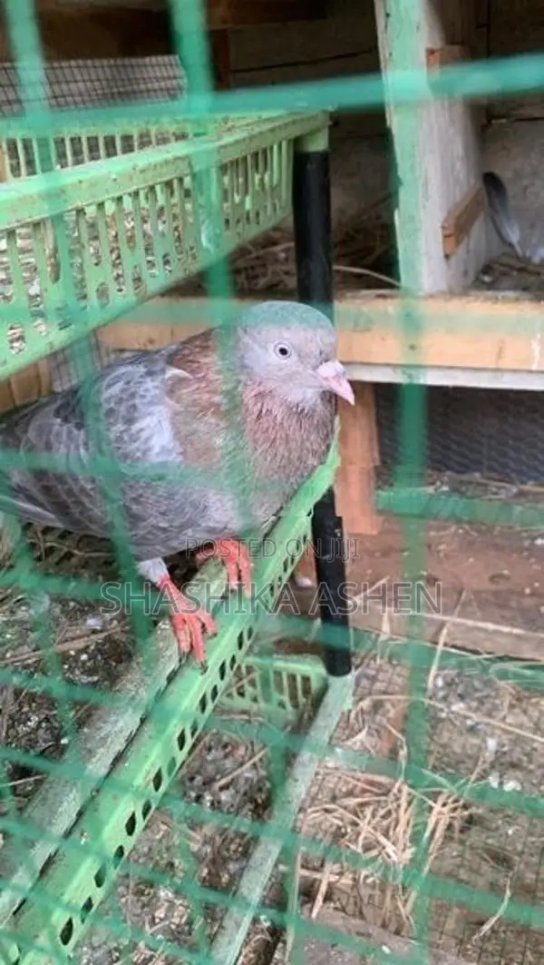 Pigeon