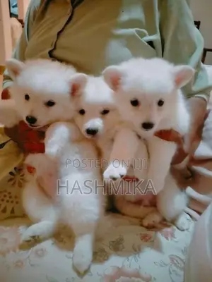 Pomeranian Puppy