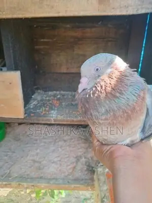 Pigeon