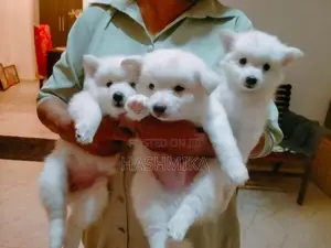 Pomeranian Puppy