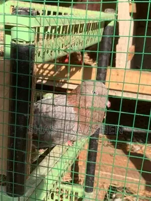 Pigeon