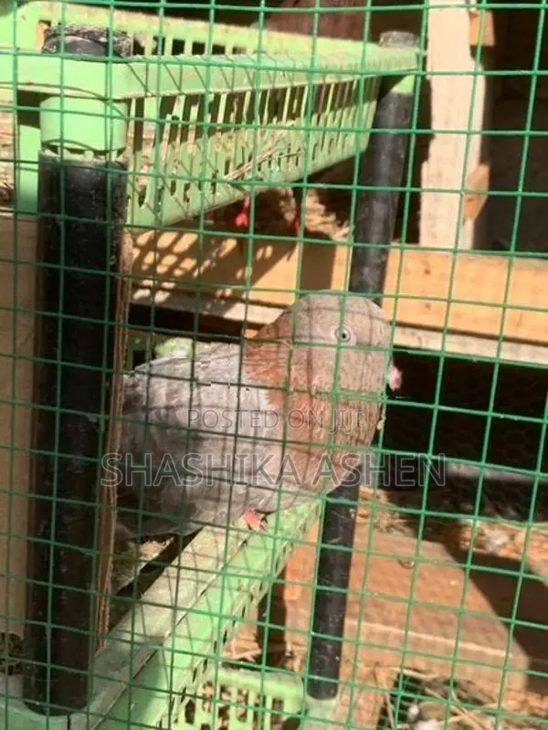 Pigeon