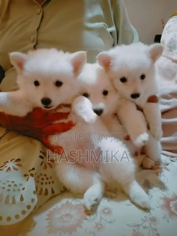 Pomeranian Puppy