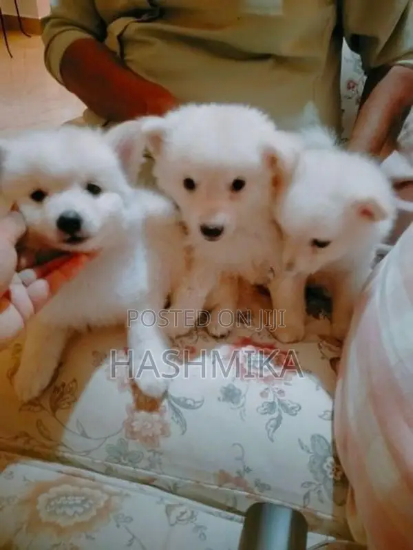Pomeranian Puppy