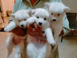 Pomeranian Puppy