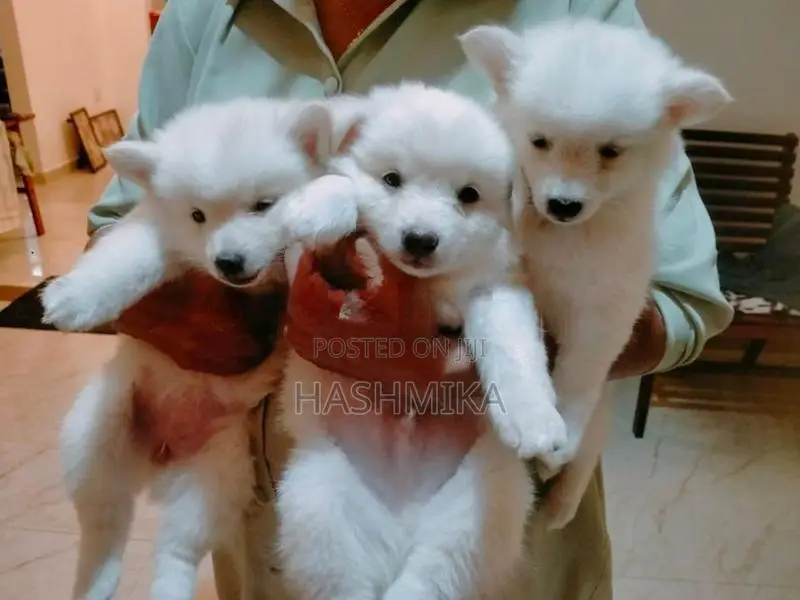 Pomeranian Puppy