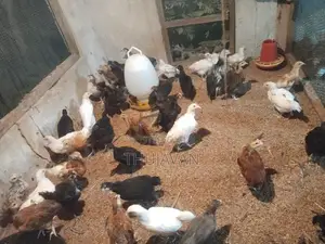 ஊர் கோழி