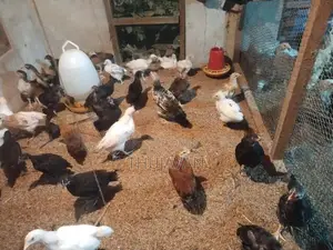 ஊர் கோழி