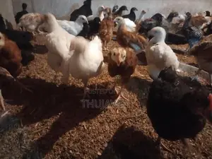 ஊர் கோழி