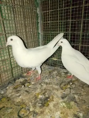 Pigeons