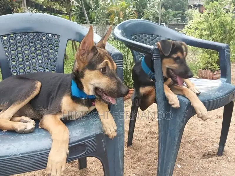 Rottweiler Dog
