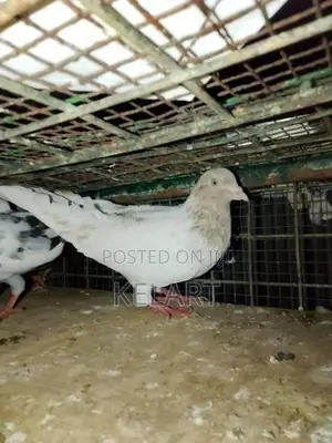 Pigeons