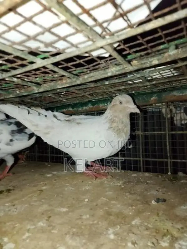 Pigeons
