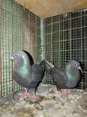 Pigeons