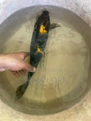 Carp Fish
