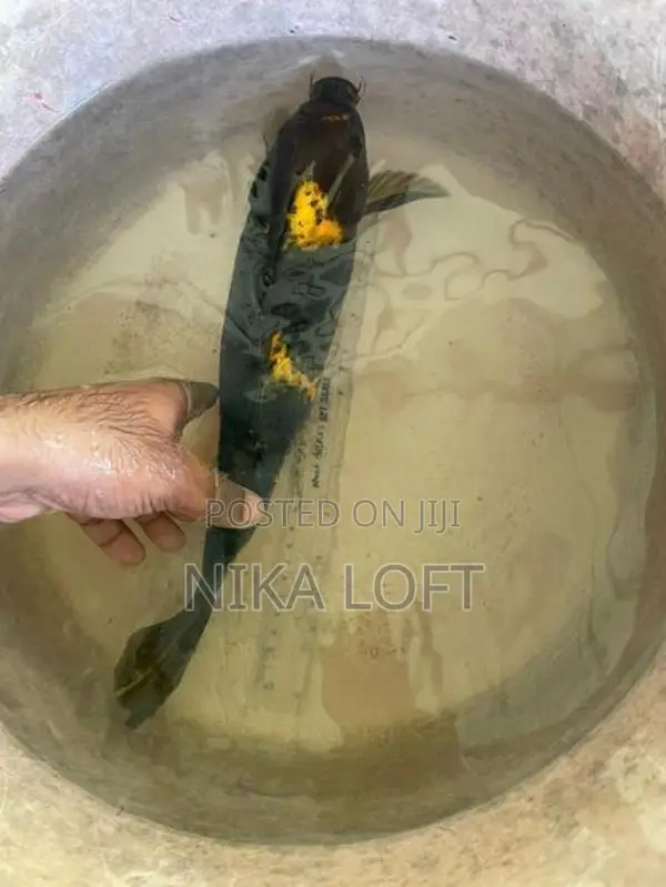 Carp Fish