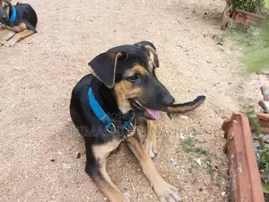 Rottweiler Dog