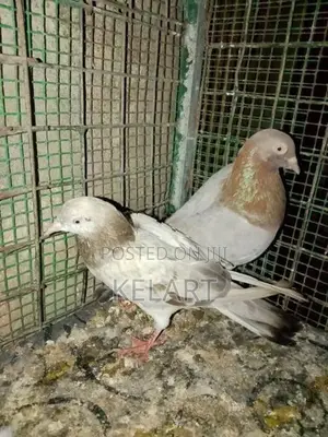 Pigeons