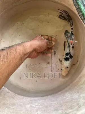 Carp Fish
