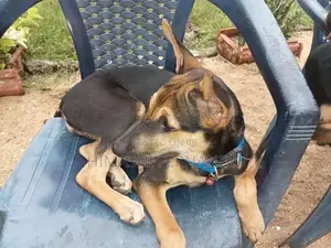 Rottweiler Dog