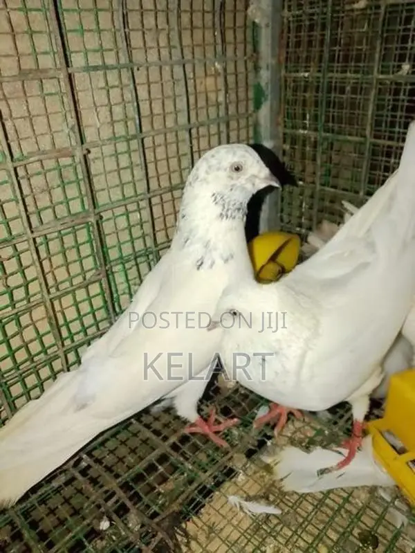 Pigeons