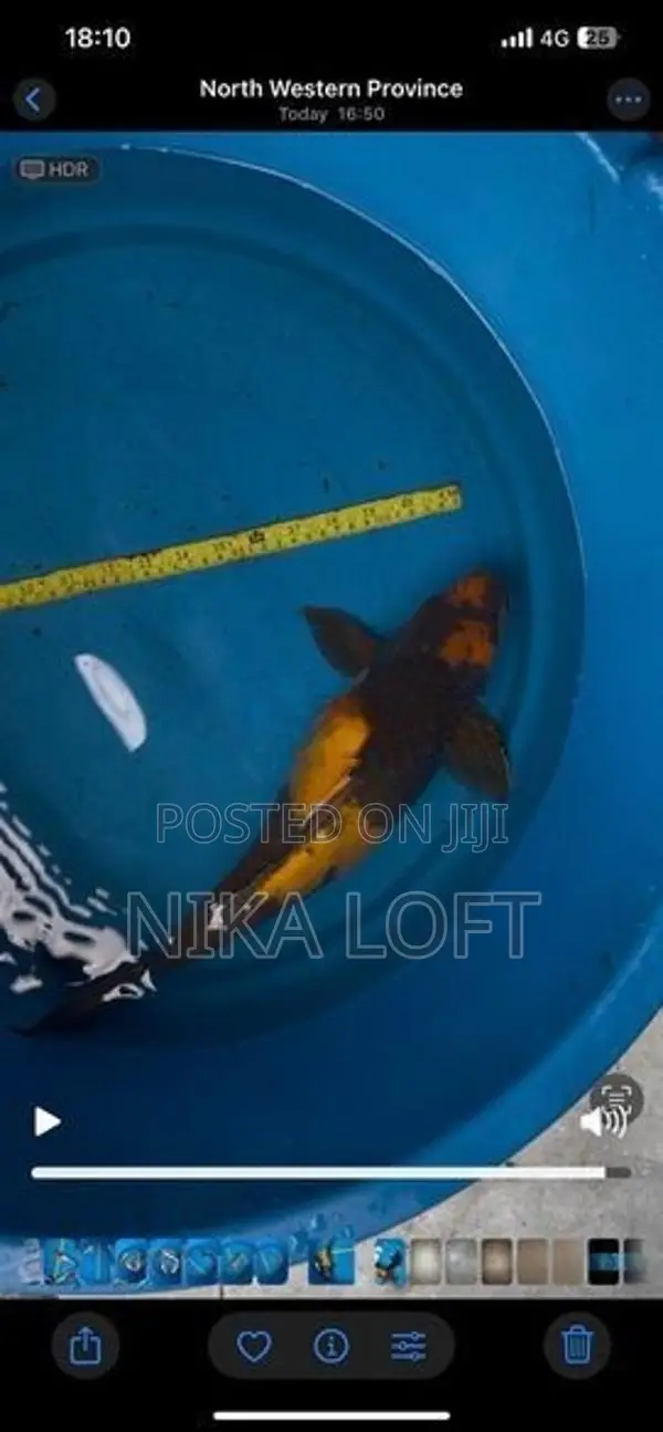 Carp Fish