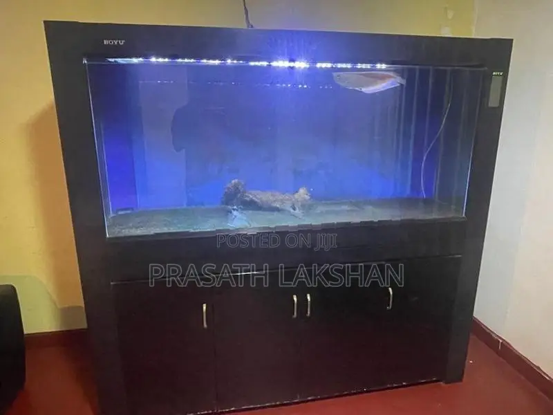 6 Feet Fish Tank