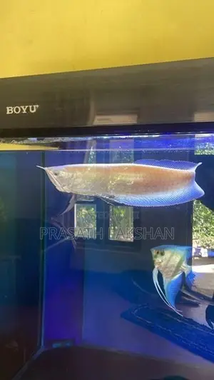 Albino Arawano