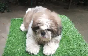 Shih Tzu Puppies