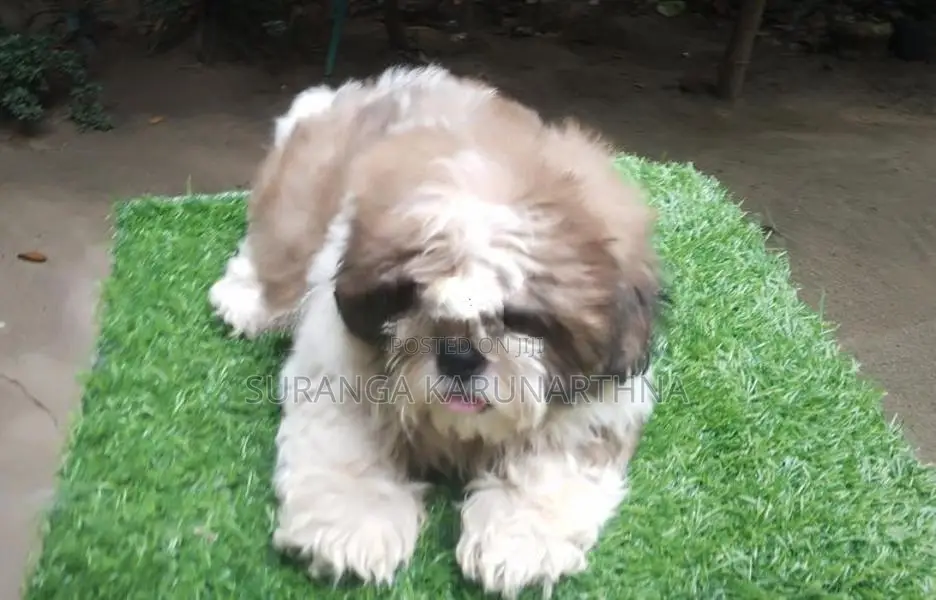 Shih Tzu Puppies